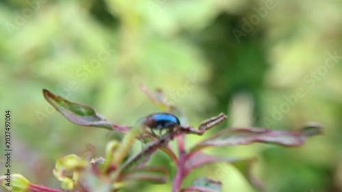 close up of metallic blue leaf beetle on leaf with blurred background