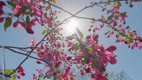 Bottom-up view of deep-pink flowers of Japanese flowering crabapple (Malus floribunda) branch of apple tree swaying in wind under vibrant sunshine against vivid blue sky, backlit with lens flare