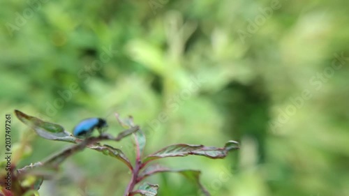 close up of metallic blue leaf beetle on leaf with blurred background