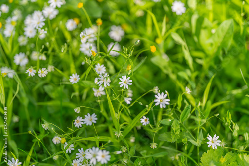 Photography Tiny floral details