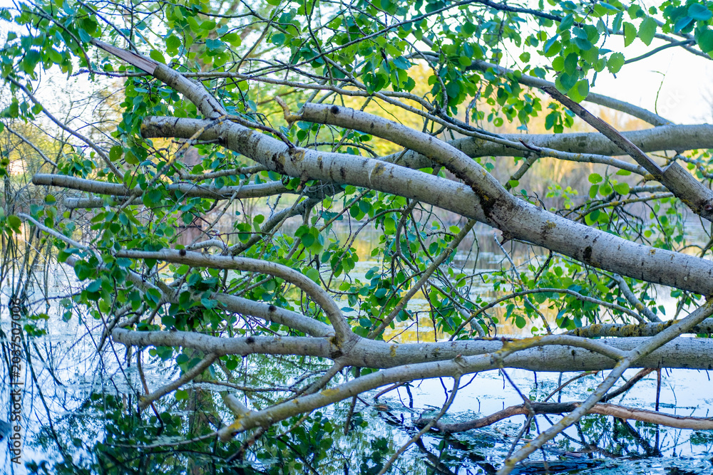 Fototapeta premium swampy bogged river, Fallen tree trunk lying green algae covered pond surrounded foliage, Traces animal architecture, natural engineering untouched wilderness, wild forest stream, overhanging branches
