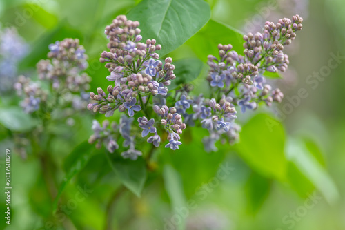 Close shot of lilac flower cluster. Soft focus on purple lilac bud group in morning light. Detailed image of lilac buds with green background and gentle lighting