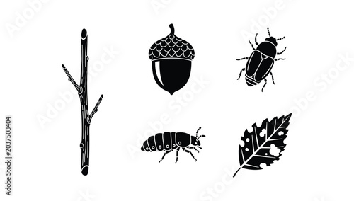 Photos Natural forest elements icon set featuring acorn and beetle silhouette design fo