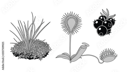 Tableau sur toile Carnivorous plant illustration with sundew blueberries and venus flytrap variati