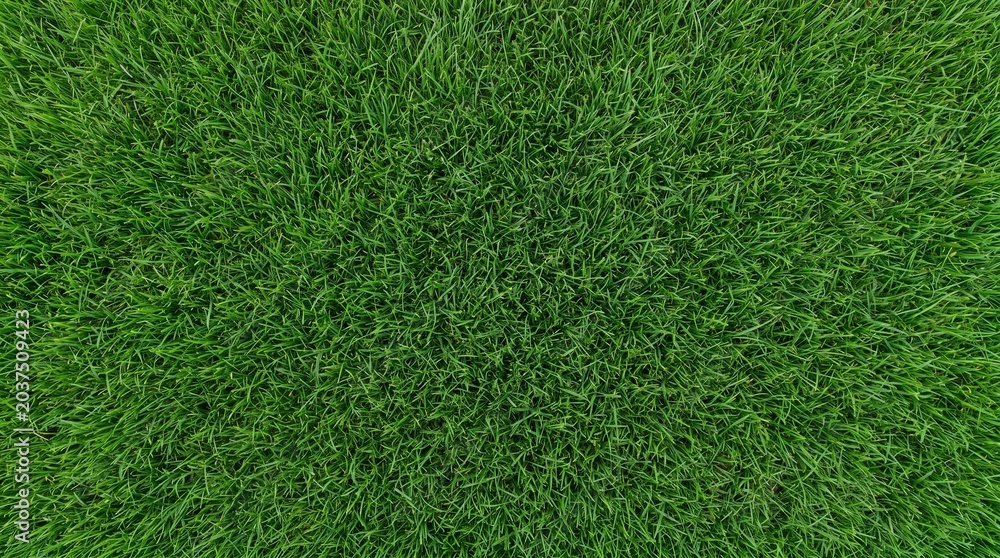 Fototapeta premium Vibrant green grass viewed from directly above, showcasing a dense, uniform texture across a wide natural expanse.