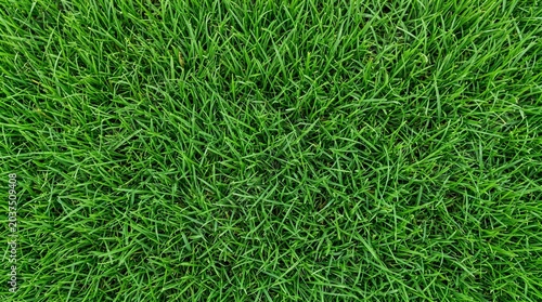 A vibrant, lush green lawn seen from directly above, showcasing the dense texture of healthy grass blades.