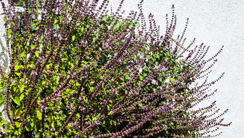 Branches with small purple flowers grow against a white wall in a sunny garden during daytime