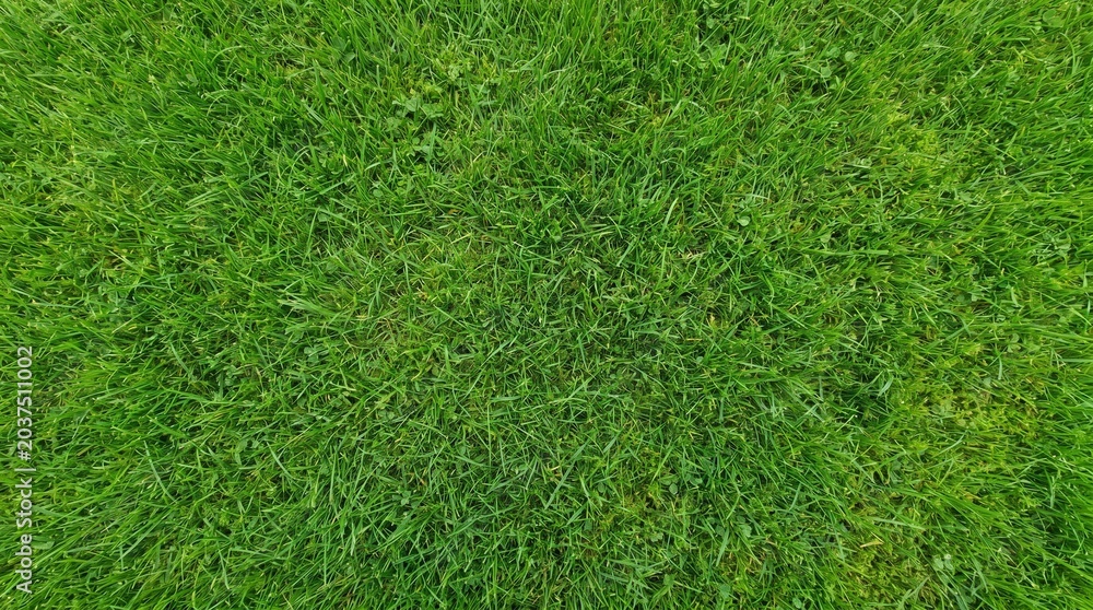 Obraz premium A vibrant, lush green grass texture seen from directly above, showcasing the dense and healthy blades of a well-maintained lawn or field.