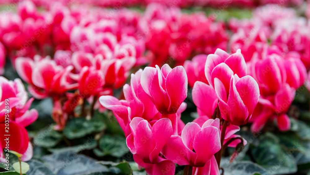 Fototapeta premium Colorful pink flowers grow in a garden with many plants in a sunny location during springtime