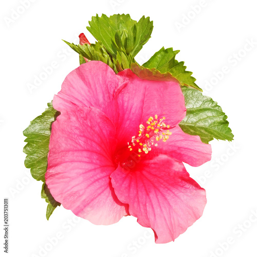 Beautiful Hibiscus Flower with Leaves and Buds