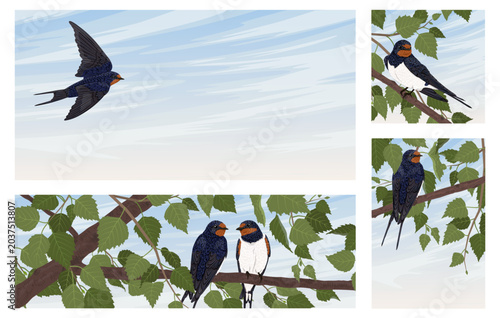 Set of spring banners with swallow birds and birch branches on blue sky background. Horizontal and vertical vector templates with copy space for text, wildlife nature illustrations