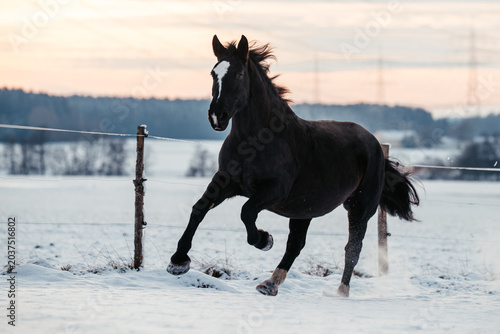 Kaltblut im Schnee