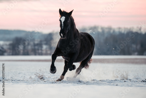 Kaltblut im Schnee