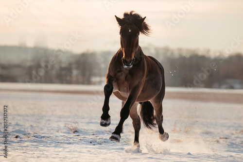 Kaltblut im Schnee