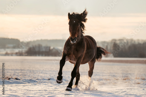 Kaltblut im Schnee