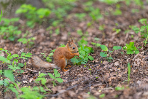 Obraz na plátně Brighteyed squirrel pauses among plants