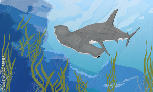 Hammerhead shark swimming underwater near coral reef and seaweed, vector ocean wildlife background. Marine animal in deep blue sea water, underwater diving landscape