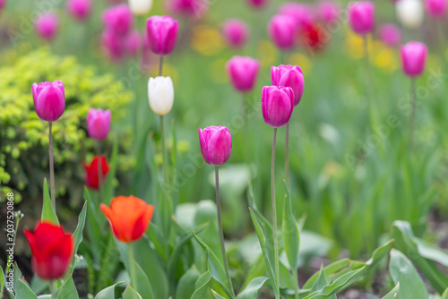 Photography Close view of dewy tulips with blurred garden background