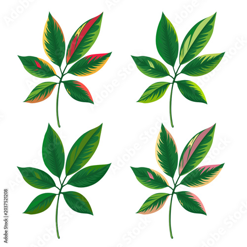 Set Tropical Compound Leaves Exotic Botanical With Color Element