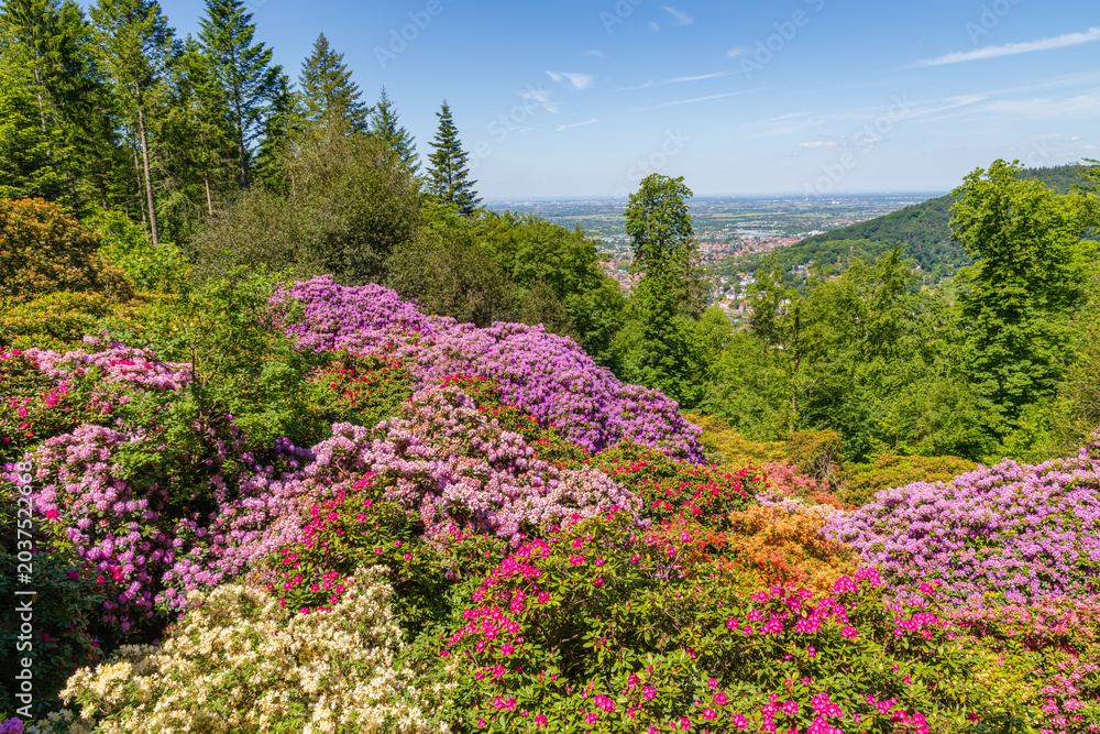 Obraz premium Colorful flowers bloom on hills with a view of the valley and city below in spring