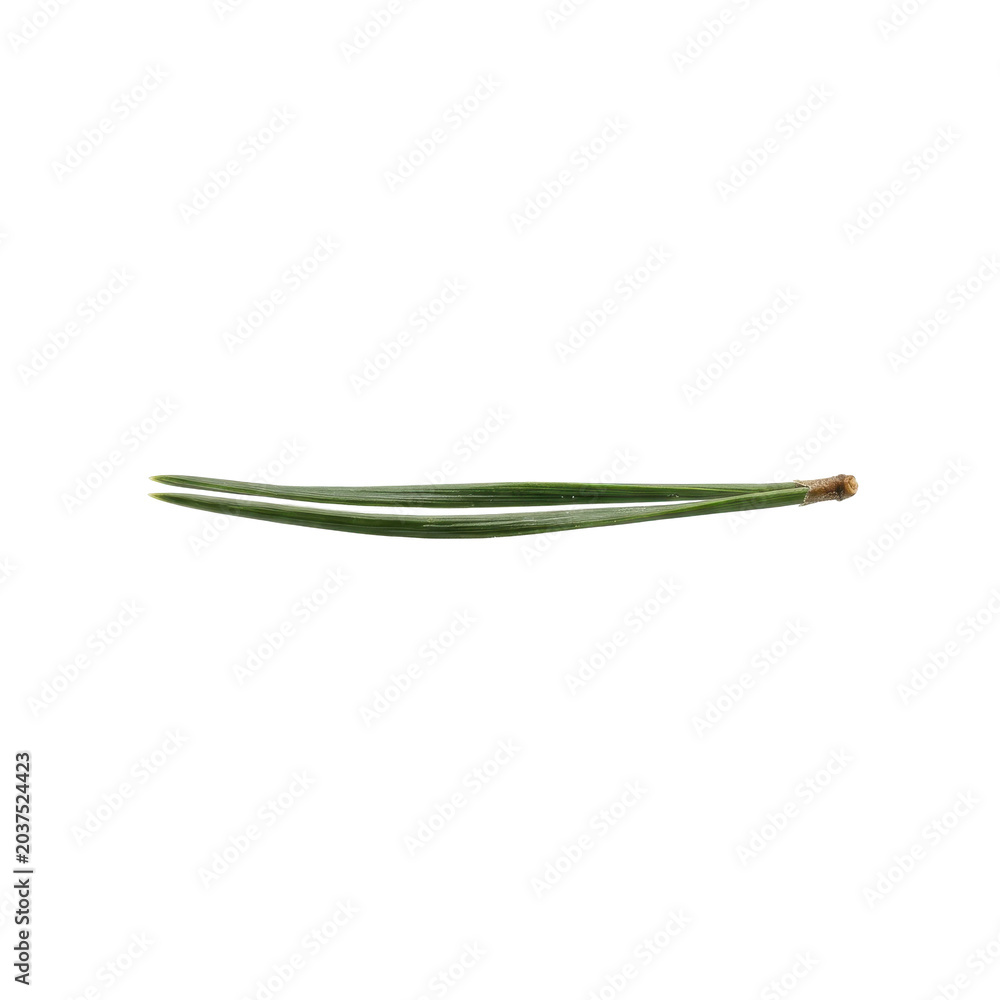Fototapeta premium Two pine needles with stem