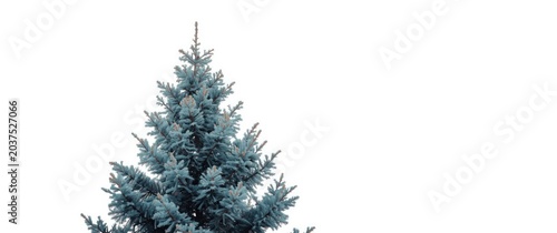 Blue Spruce Tree Front View Isolated on White, Fresh and Vibrant