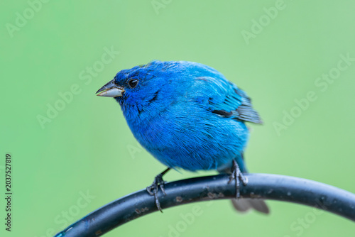 Male Indigo Bunting Perched on Shepherd's Hook in Louisiana Garden in Spring