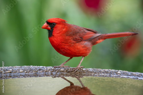 фотографія Male Northern Cardinal Perched on a Birdbath in Louisiana Garden in Early Spring