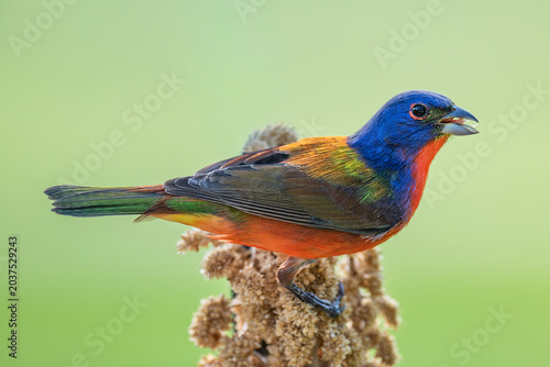 Painted Bunting Feeding on Millet Sprays in Louisiana Garden Setting in Spring