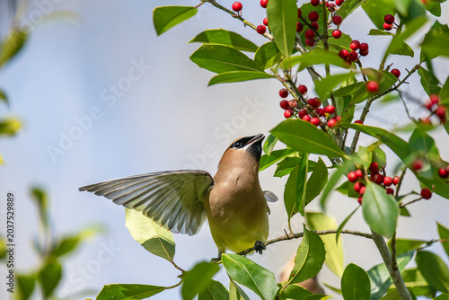 Cedar Waxwing Eating Berries in American Holly Tree