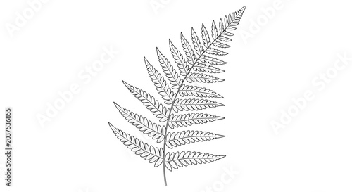 Detailed illustration of a fern leaf.
