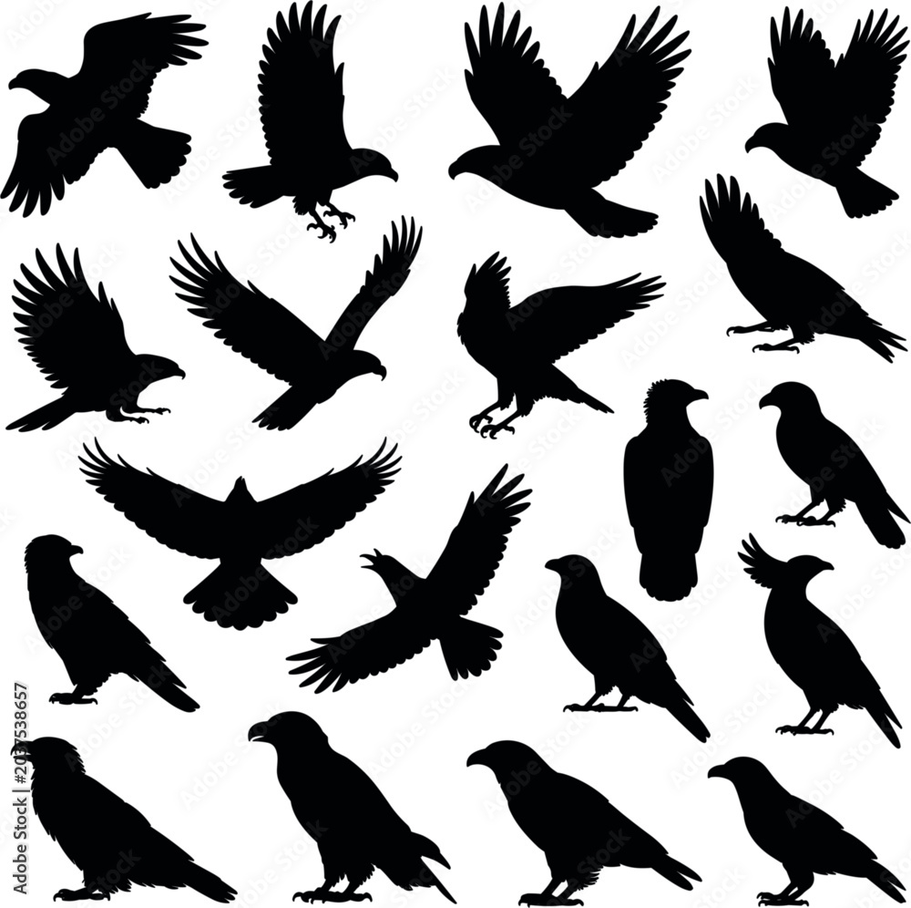 Obraz premium Flying black crows silhouettes, birds in various poses, wings spread, animal vector, nature, wild, graphic