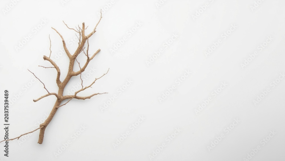 Fototapeta premium A single dried tree branch isolated on a plain white backdrop