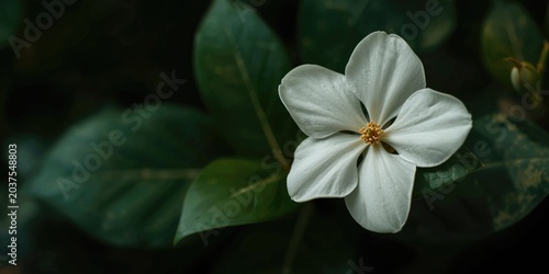 Aromatic gardenia blossom used in traditional health remedies