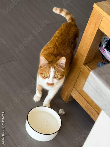 Eine rot-weisse Katze steht von ihrem Wassernapf und schaut nach oben