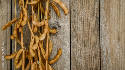 Schilderij op canvas Dried soybeans hang on a wooden wall in a rural setting during the harvest seaso