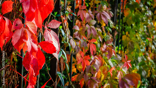Bild auf Leinwand Colorful leaves cover a fence in a garden during autumn in a sunny afternoon