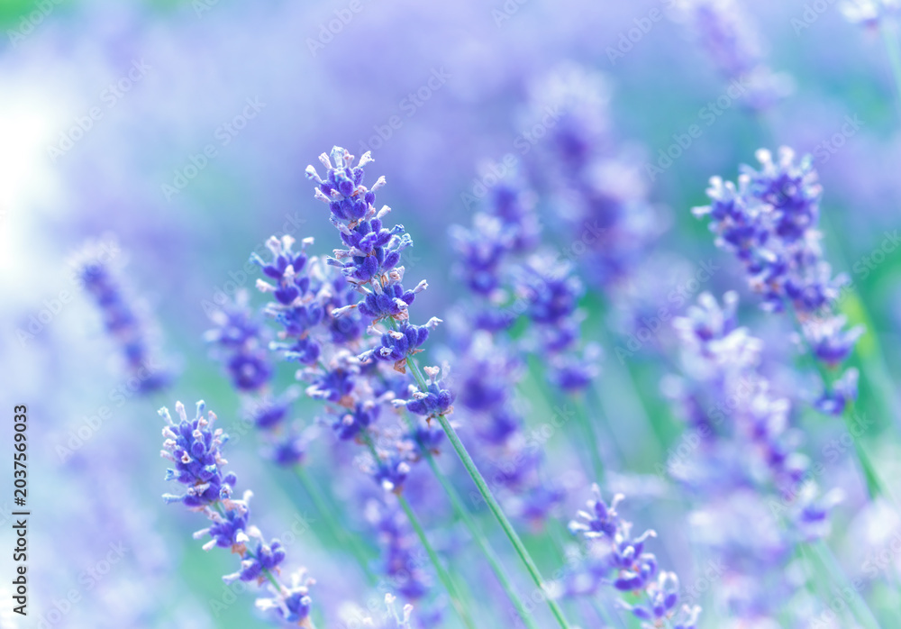 Obraz premium Nature background with spring flowers. Selective and soft focus. Close up.