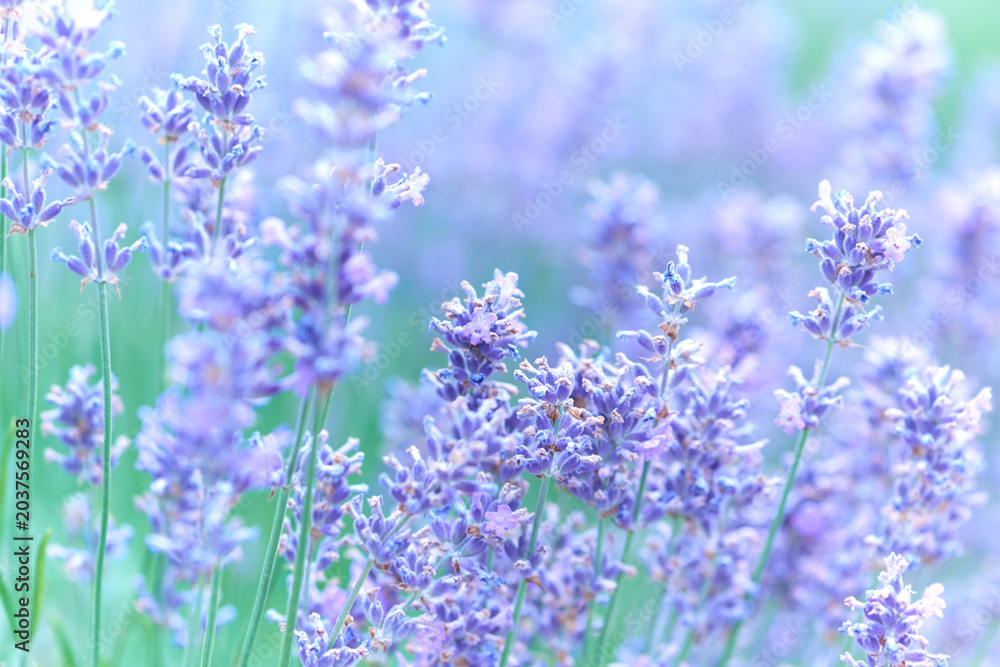 Fototapeta premium Nature background with spring flowers. Selective and soft focus. Close up.