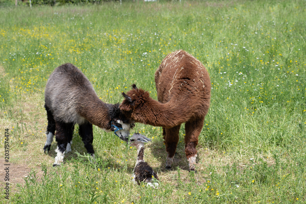 Fototapeta premium alpaka tier natur lama familie