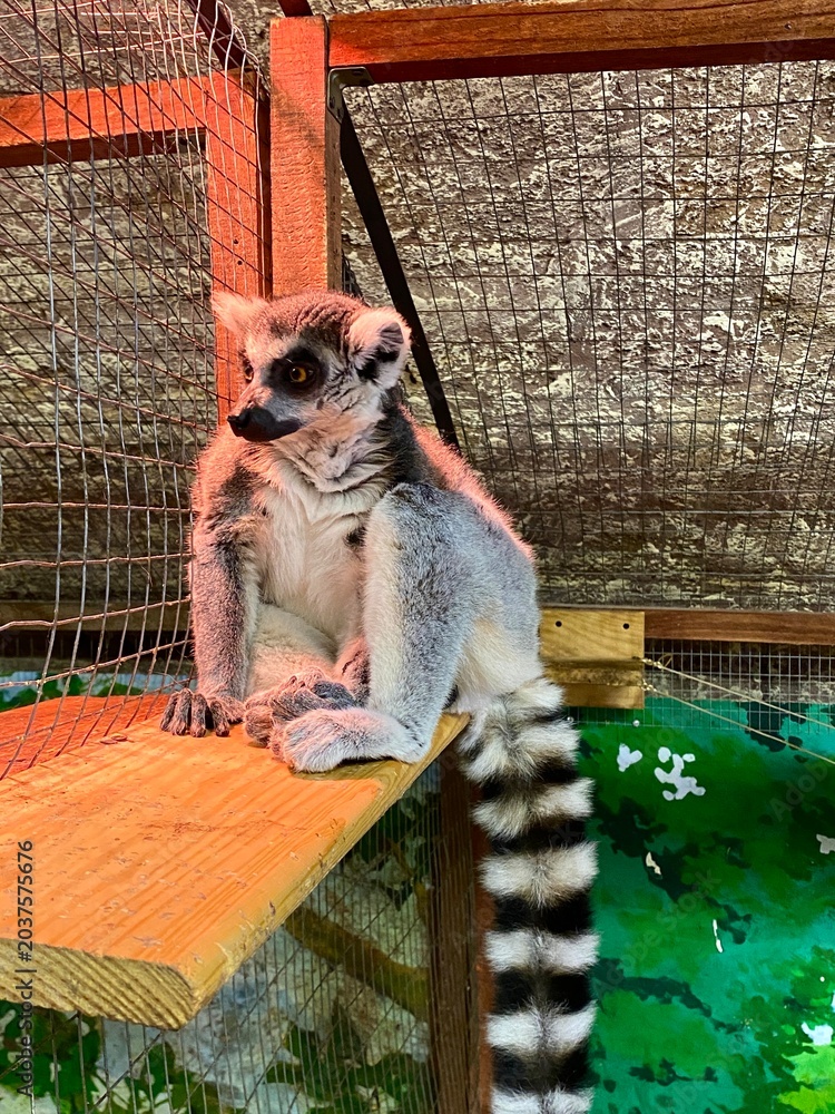 Obraz premium A lemur in a contact zoo.