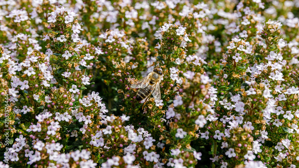 Fototapeta premium Bee collects nectar from small white flowers in a garden during spring time in the afternoon light