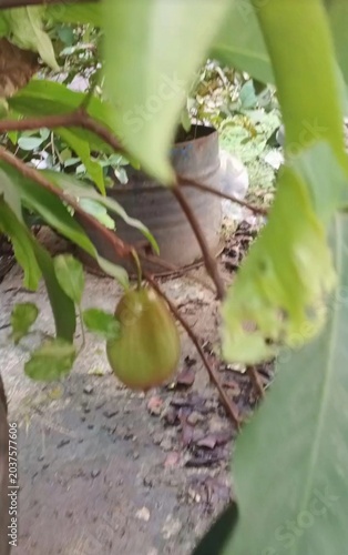 caterpillar on a leaf