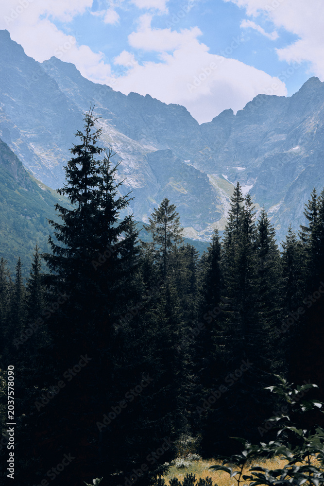 Fototapeta premium Pine Forest with Tatra Mountain Peaks, Poland