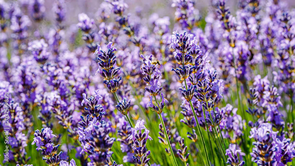 Obraz premium Lavender plants bloom in a garden during summer, attracting bees and visitors in search of beauty and fragrance