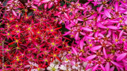 Bright flowers grow in a garden with different colors and shapes under sunlight during the day