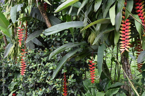 Photography Vibrant tropical heliconia rostrata flowers hanging on stem close up