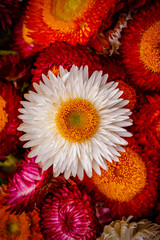 Fototapete Pflegezentrum Colorful arrangement of flowers with different shapes and shades in a vibrant display in a market  © Fleuronica