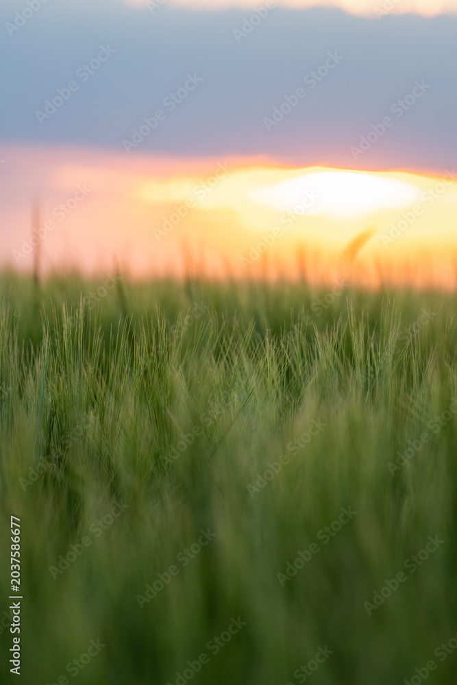 Fototapeta premium Green Barley Field at Sunset with Soft Focus and Golden Evening Light