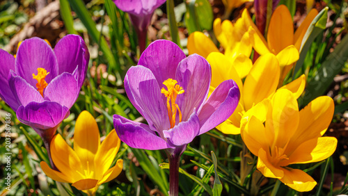 Foto Spring background with violet Crocus flowers in park